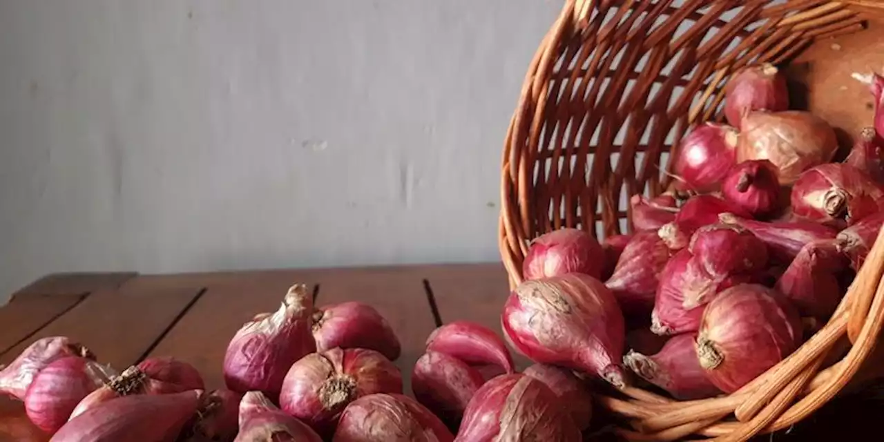 cara menanam bawang merah