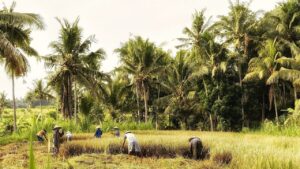 Contoh Usaha Pertanian yang Modal Kecil