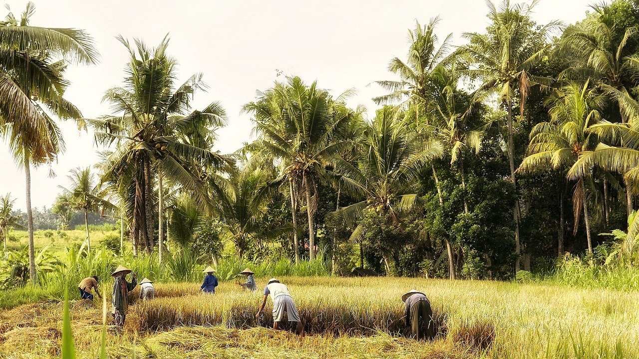 Contoh Usaha Pertanian yang Modal Kecil