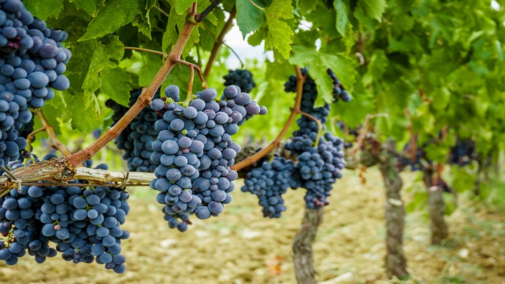 kebun buah yang paling menguntungkan