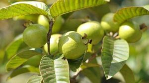 kebun buah yang paling menguntungkan