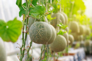 kebun buah yang paling menguntungkan