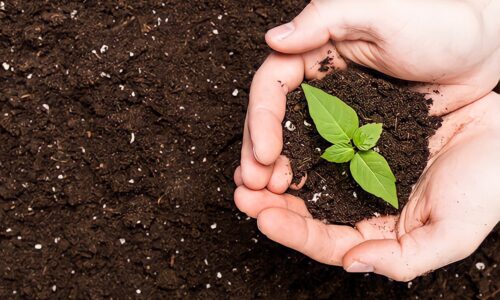 Begini Cara Cepat Membuat Pupuk Kompos dari Daun