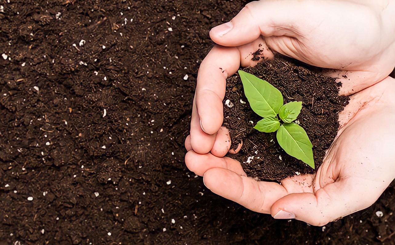 cara membuat pupuk kompos dari daun