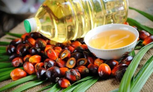 Inilah Cara Membuat Minyak Goreng dari Kelapa Sawit