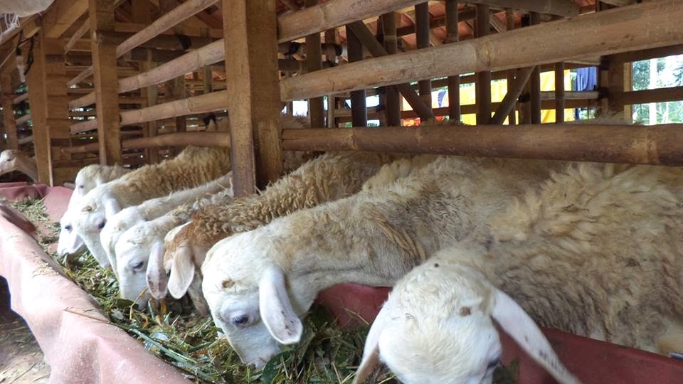 cara membuat silase pakan kambing