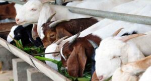 cara fermentasi pakan kambing sederhana
