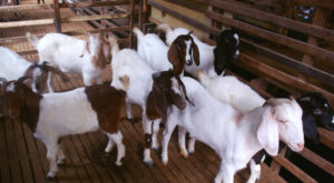 cara membuat pakan fermentasi untuk kambing jawa