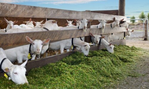 Cara Membuat Pakan Fermentasi untuk Kambing Jawa