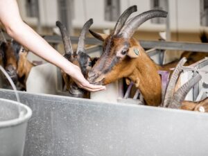 fermentasi pakan kambing sederhana