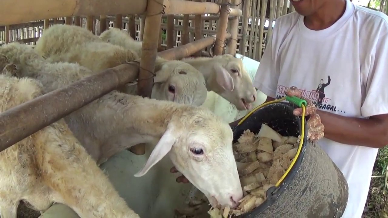 cara fermentasi pakan kambing sederhana