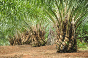 peluang bisnis kelapa sawit