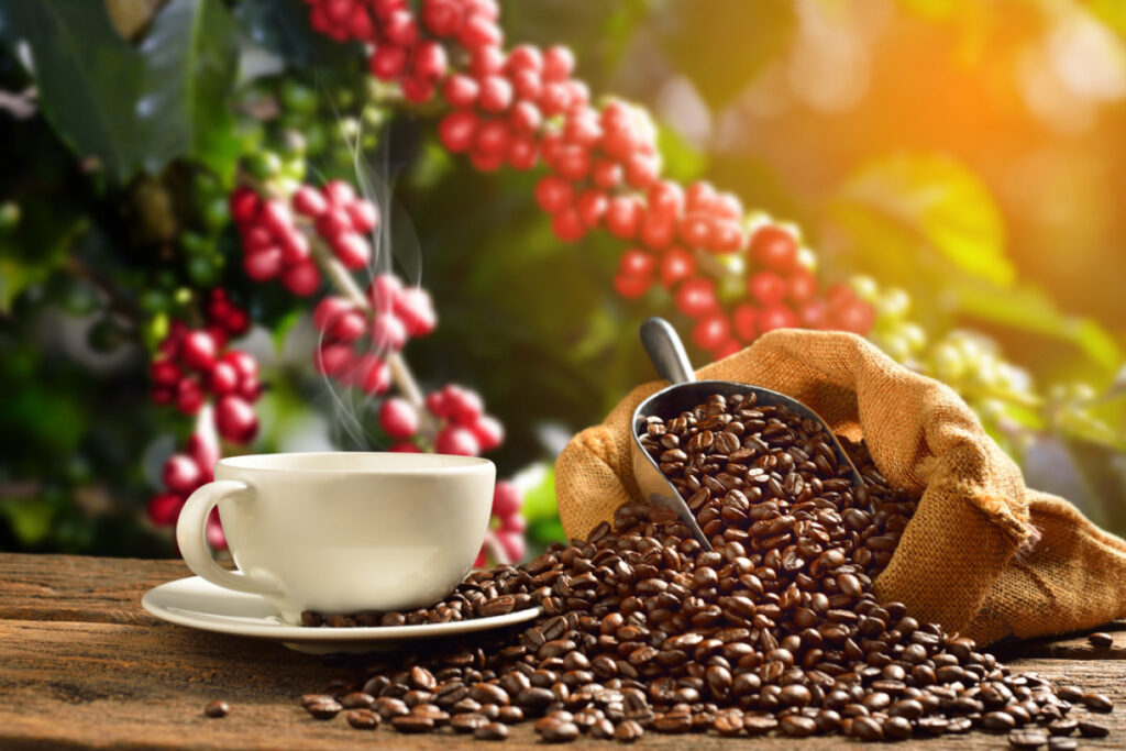 kualitas biji kopi panggang