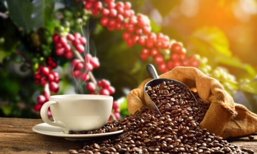 Kualitas Biji Kopi Panggang yang Menentukan Cita Rasa