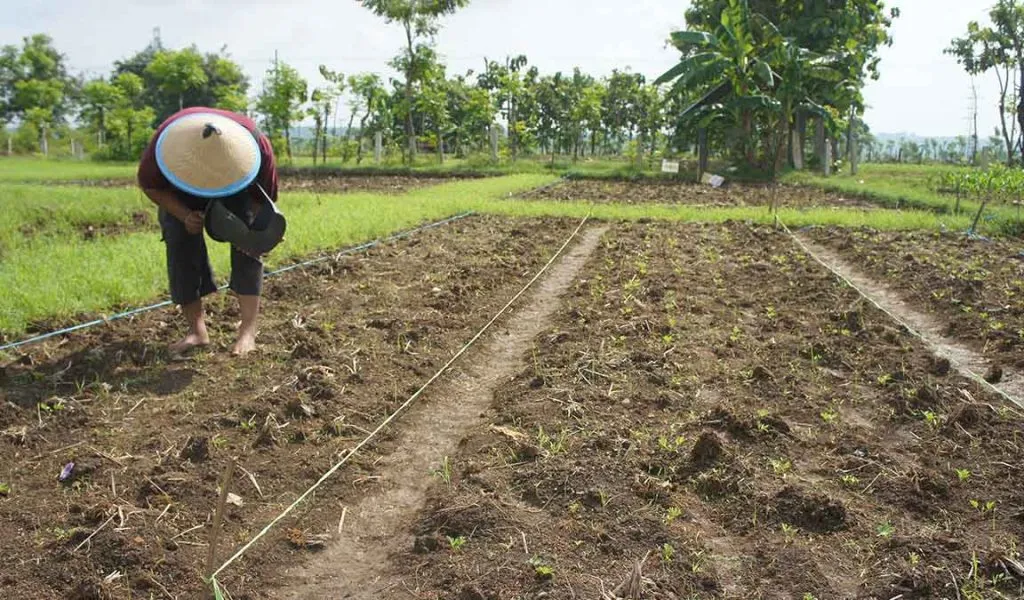 cara mempercepat pertumbuhan jagung