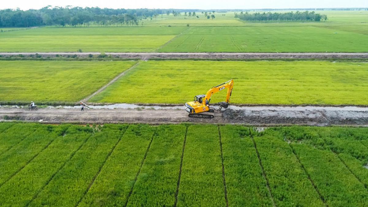 cara merawat padi agar hasil melimpah