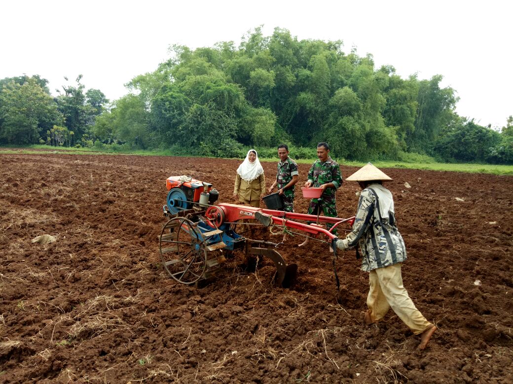 cara merawat tanaman kedelai