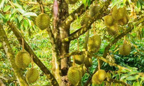 Tips Usaha Budidaya Durian Montong yang Baik