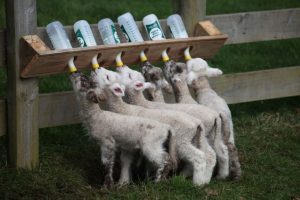 Cara agar kambing mau comboran