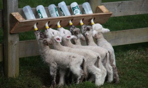 Cara Agar Kambing mau Comboran Pakan