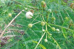 Manfaat Daun Lamtoro untuk Ternak
