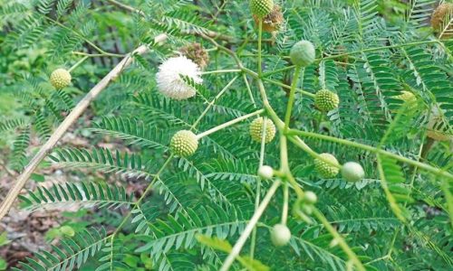 Manfaat Daun Lamtoro untuk Ternak Ruminansia