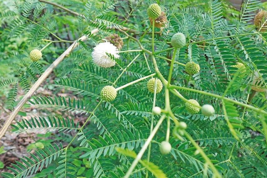 Manfaat Daun Lamtoro untuk Ternak