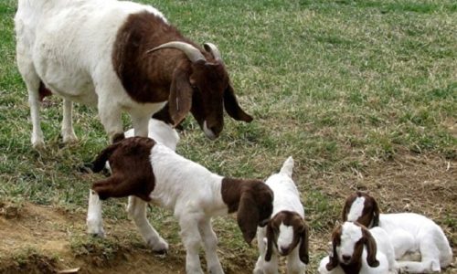 Usaha Anakan Kambing Boer Fullblood yang Menguntungkan