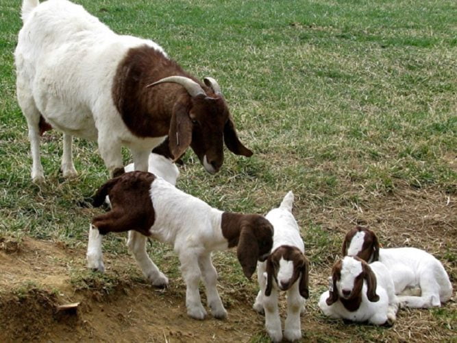 Usaha Anakan Kambing Boer Fullblood