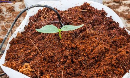 Usaha Ekspor Cocopeat Yang Mendukung Pertanian Berkelanjutan
