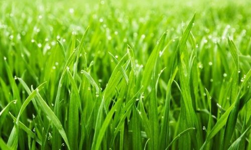 Cara Mengawetkan Rumput Pakan Kambing