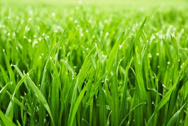 Cara mengawetkan Rumput pakan kambing