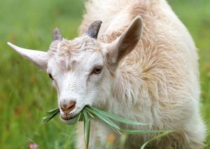 Cara mengawetkan rumput pakan kambing
