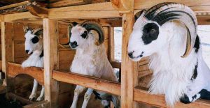 penggemukan kambing tanpa rumput