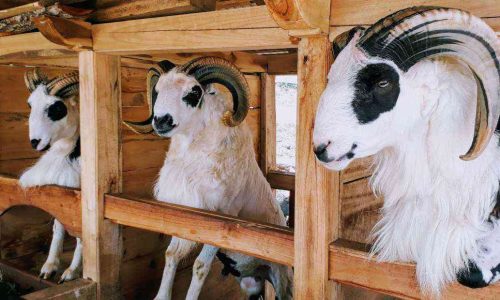 Cara Cepat Penggemukan Kambing tanpa Rumput!