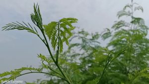 Manfaat Daun Lamtoro untuk Ternak