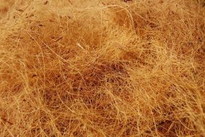 cara mencari buyer sabut kelapa