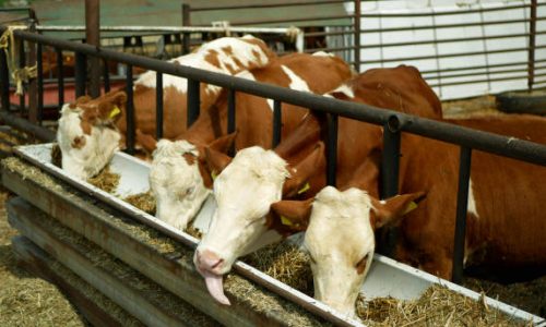 Cara Pembuatan Silase Pakan Sapi Yang Baik