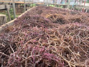 usaha budidaya rumput laut