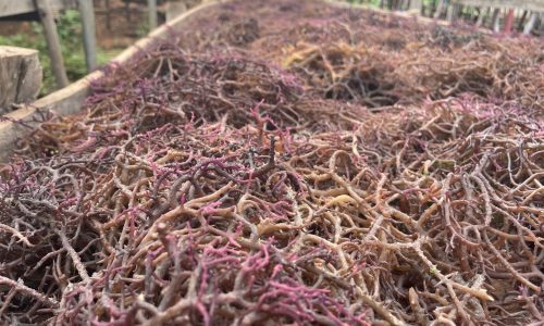 Usaha Budidaya Rumput Laut,Masa Depan Bisnis yang Berkelanjutan