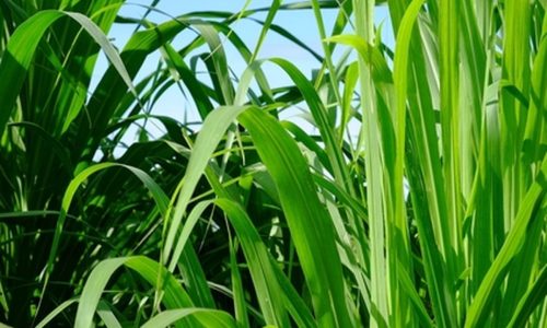 Jenis Jenis Rumput Pakan Kambing yang Bernutrisi