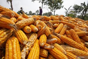 Jenis Jagung untuk Pakan Ternak