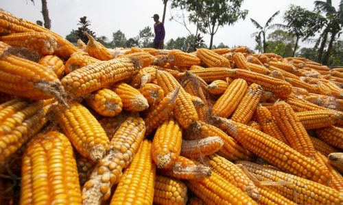 Jenis Jagung untuk Pakan Ternak, Pakan Terbaik untuk Ternak
