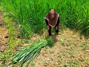Metode Terbaik untuk Menanam Rumput Pakan