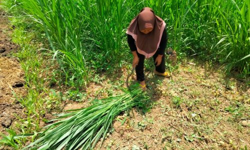 Metode Terbaik untuk Menanam Rumput Pakan yang Benar