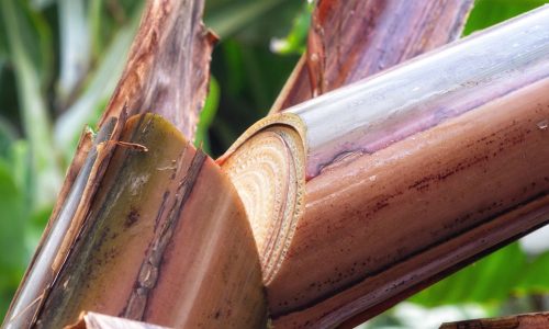 Manfaat Pencacah Batang Pisang, Efisiensi Waktu dan Energi