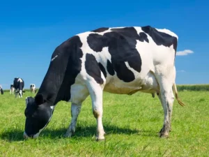 Cara Membuat Campuran Rumput Pakan Sapi