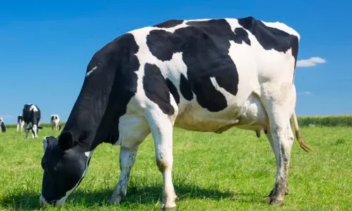 Cara Membuat Campuran Rumput Pakan Sapi