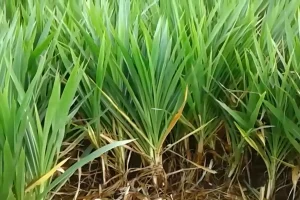 Rumput yang Bisa Digunakan untuk Silase