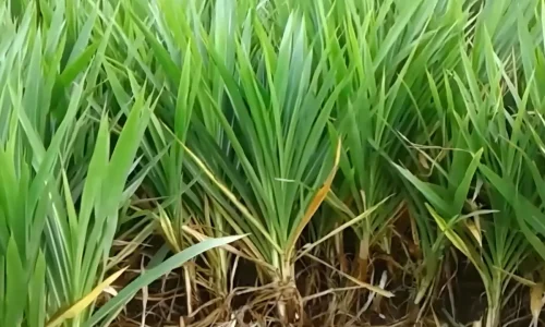 Jenis Rumput yang Bisa Digunakan untuk Silase